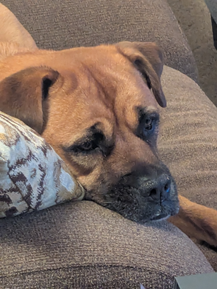 Gracie